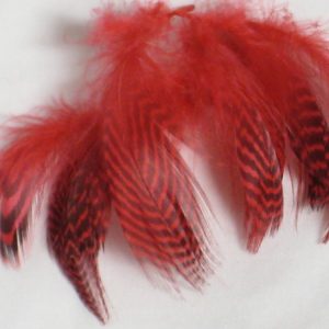 Teal Flank Feathers